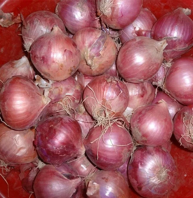 fresh chinese onions on promotion