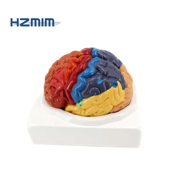 Human Organs Brain Anatomical Model, Medical human brain model