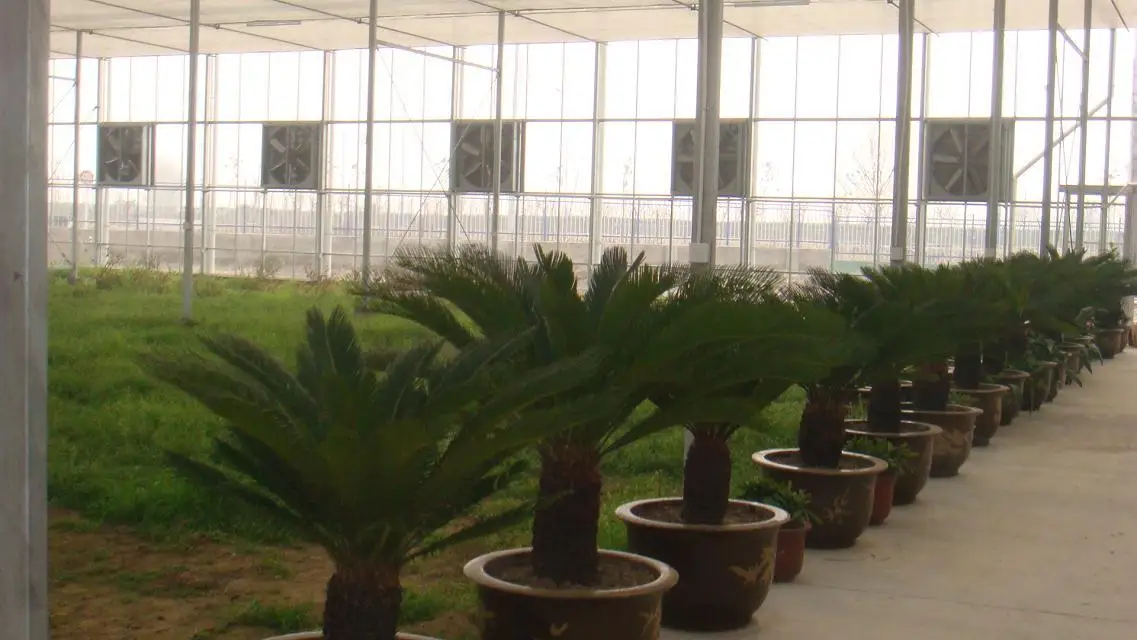 
long life multi span polycarbonate sheet greenhouse 10mm 