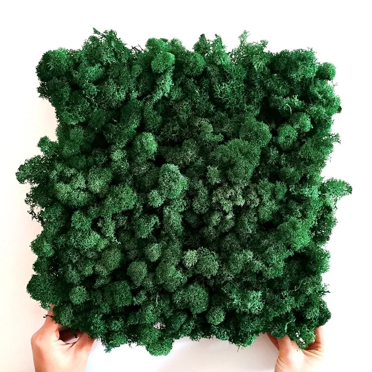China Suppliers Natural Real Preserved Grass Wall Decoration Irish Moss Wall