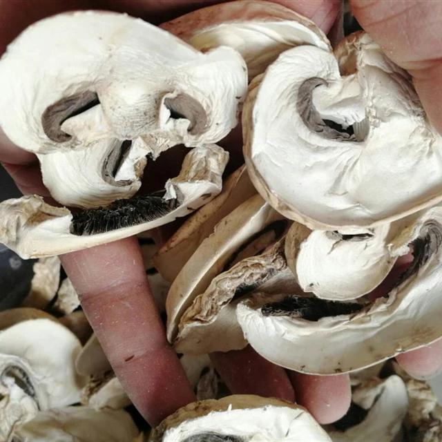 Dried Champignon Mushroom Slice Price for Sale
