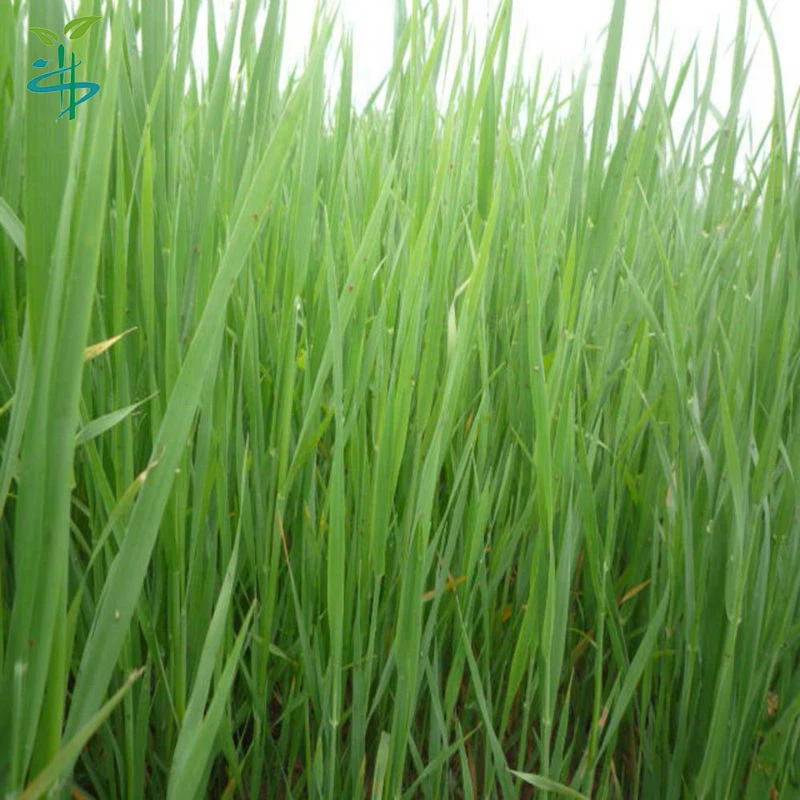 Пшеница клейковины травы сок порошок цена