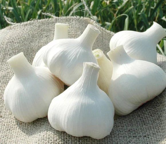 
New season fresh garlic normal white price 
