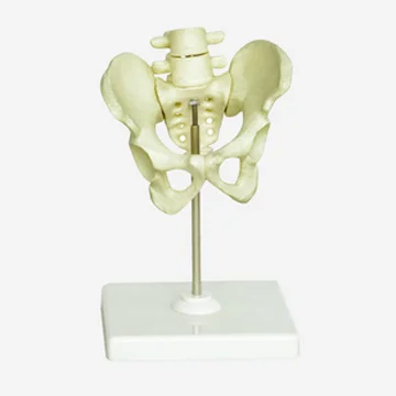 GELSONLAB HSBM-113 High Quality PVC Teaching Female Pelvis Model