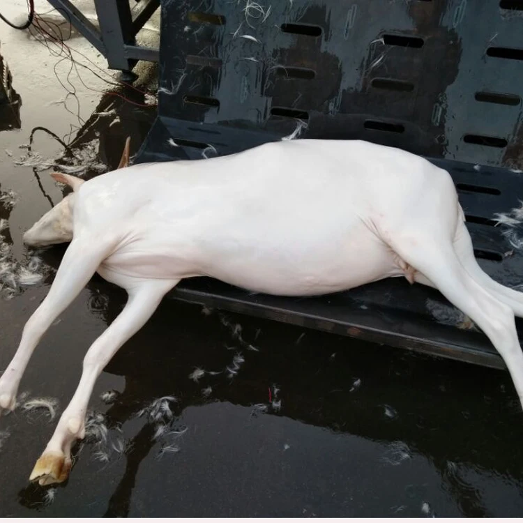 
sheep slaughtering line / sheep slaughterhouse plant /6 roller goat hair removal machine 