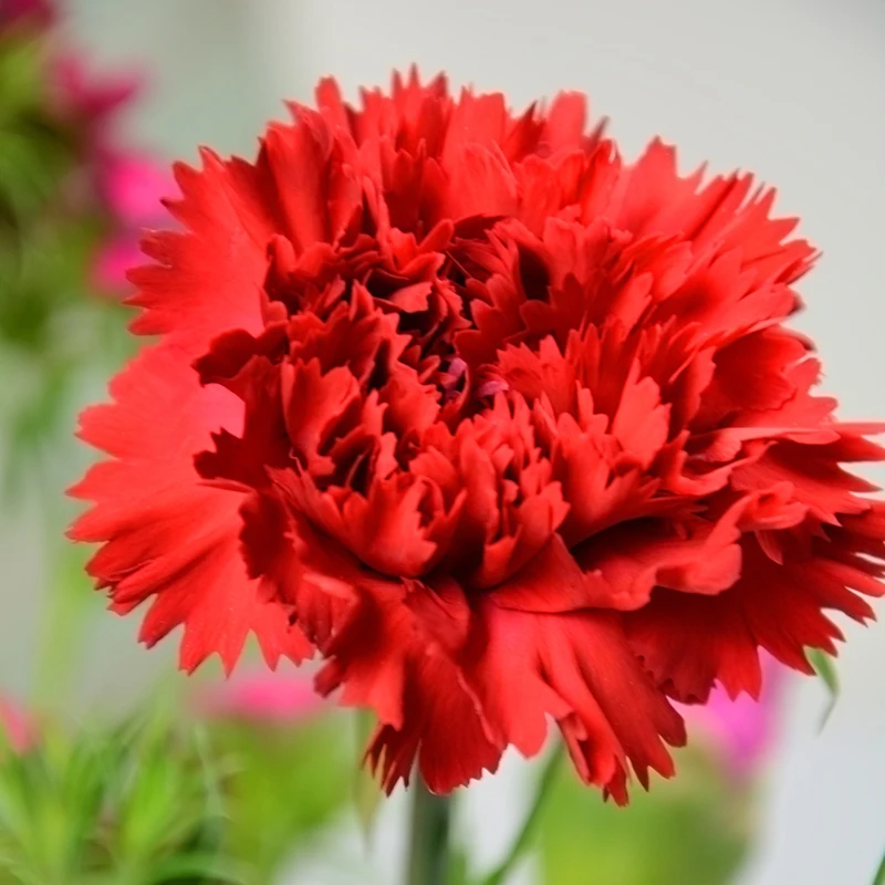 
Floral shop fresh flowers flower bouquet nature yellow carnation 