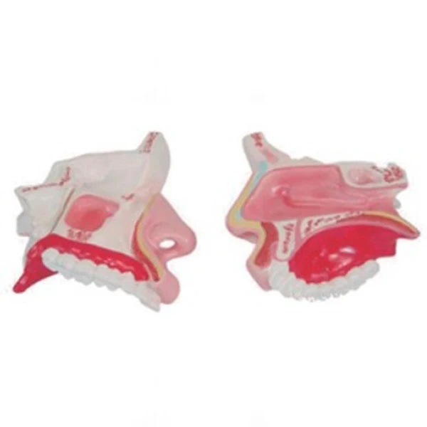 4times High Quality PVC Human Body Anatomical Model Medical Science Torso Skeleton for Schools