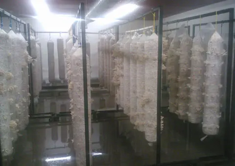 Automatic Round Shape Mushroom Sterilizing Equipment