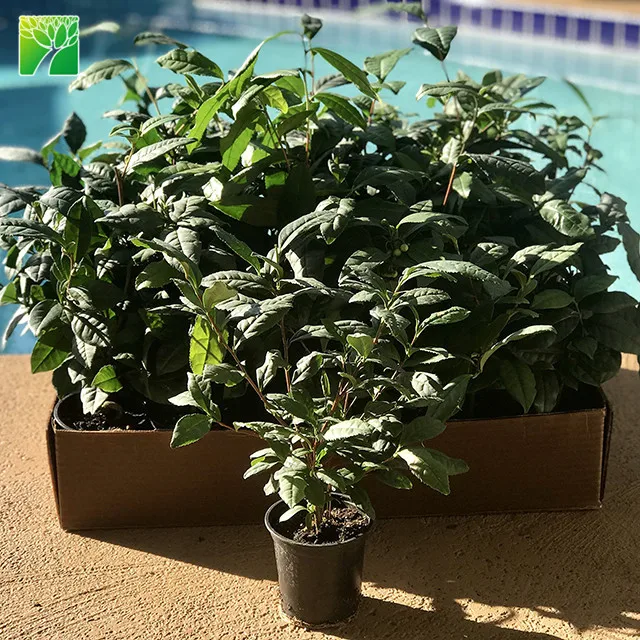 Hot sale subtropics woody plant White Tea BAI HAO YIN ZHEN plant Camellia sinensis