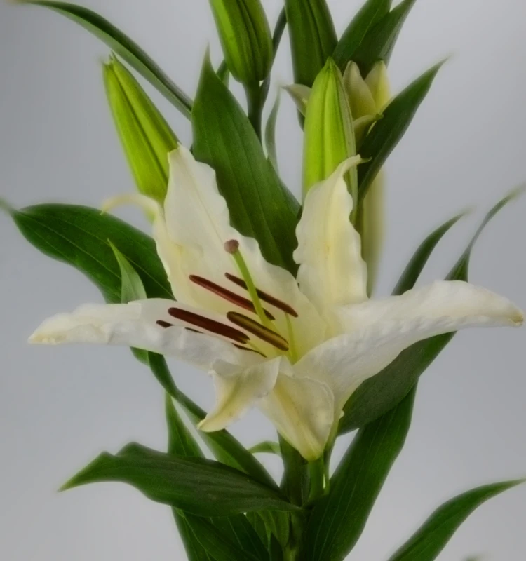 
Fresh wedding bouquets flower Fresh Flowers For Any Occasion white lily bouquet 