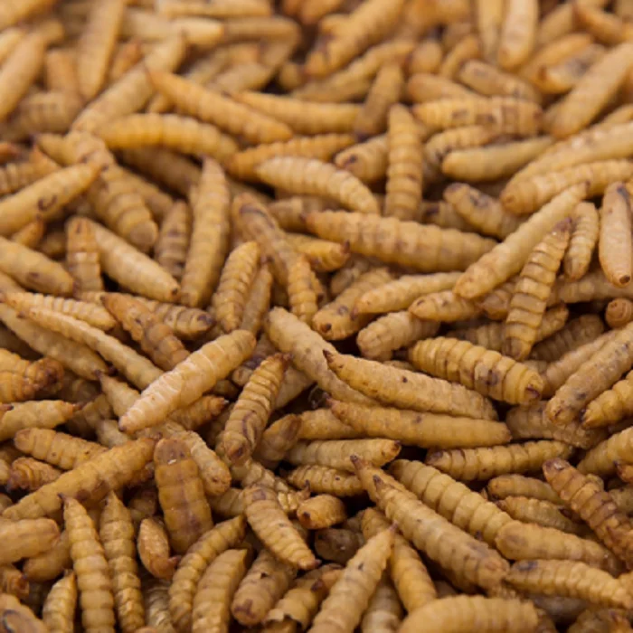 Black Soldier Fly Dried bsfl