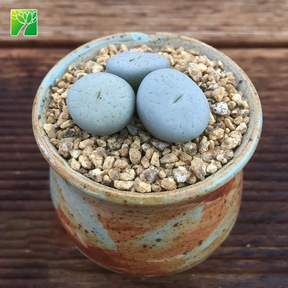 
Cheap wholesale natural living stone Lithops pseudo volkii succulent plants 