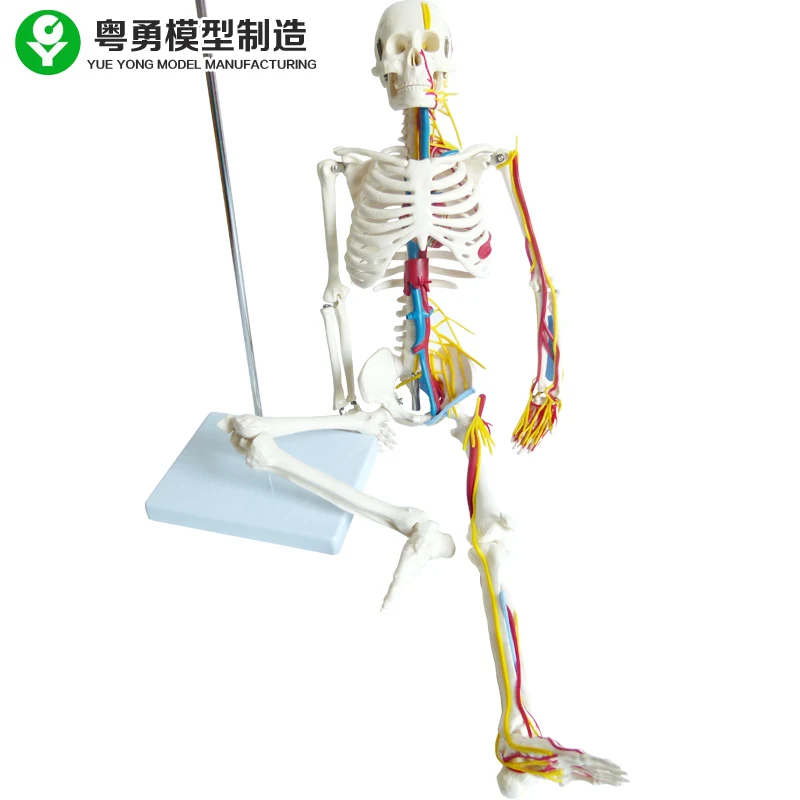 85CM skeleton model  anatomy skeleton human plastic skeleton