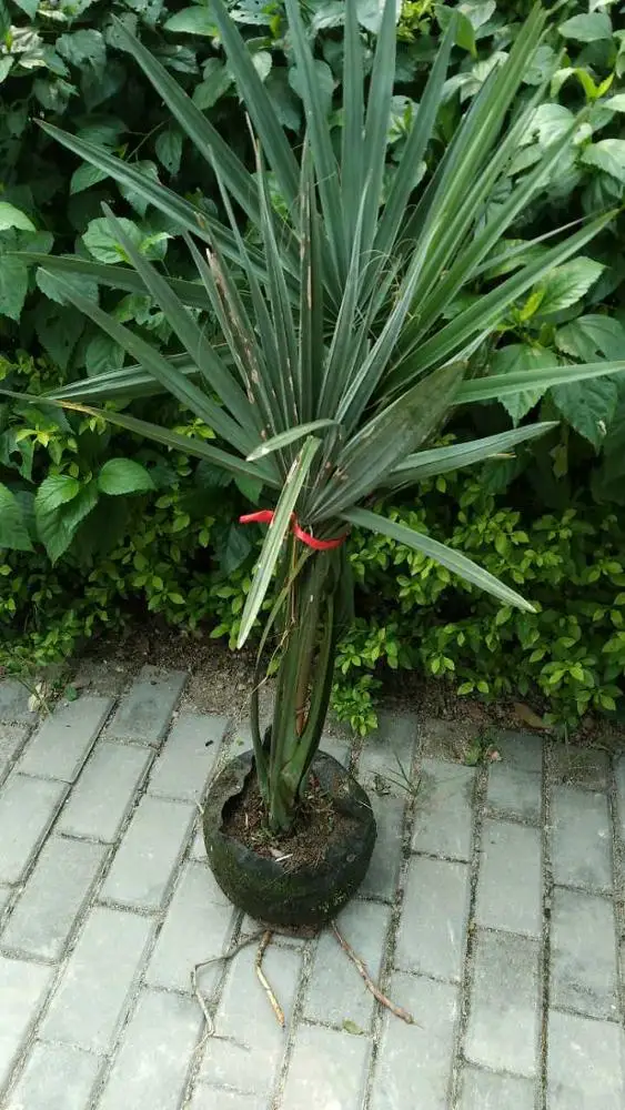 
Large perennial Landscape trees Bismarckia nobilis 