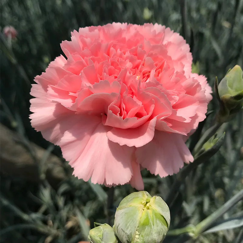 
Floral shop fresh flowers flower bouquet carnation wedding 