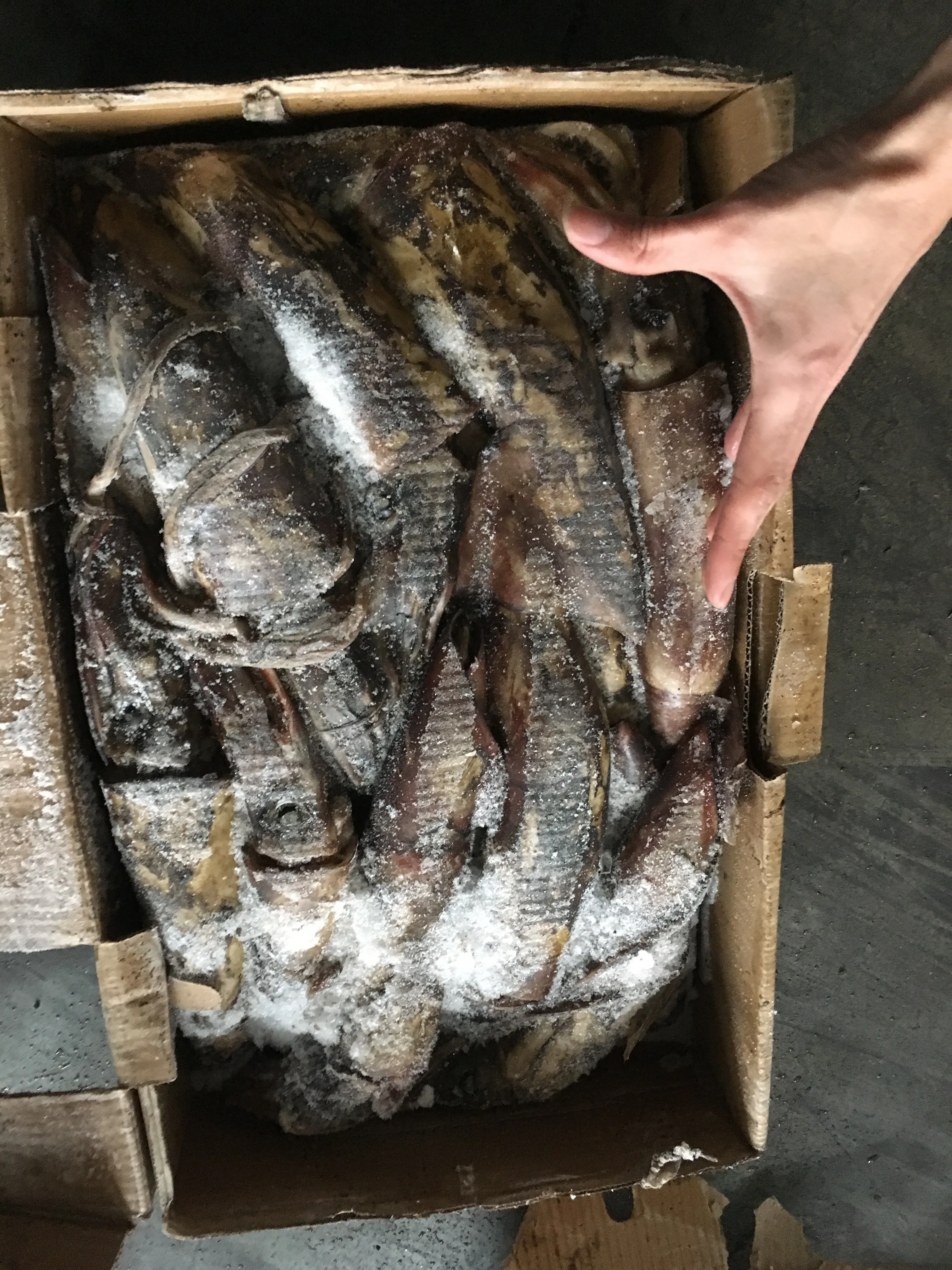 Замороженные индийские кальмары все круглые для продажи черные