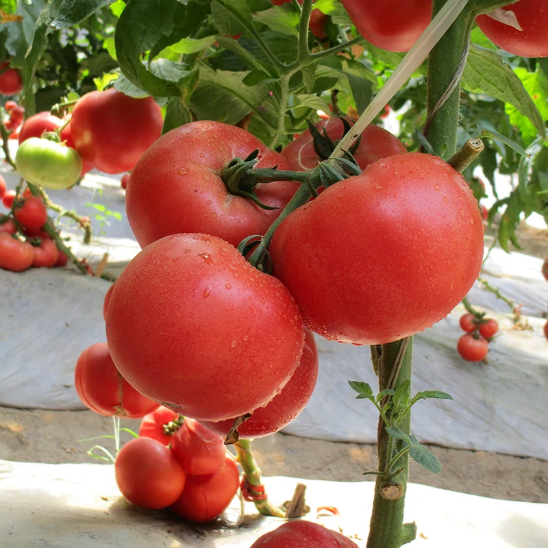 F1 семена гибридного помидора розовый помидор Семена для продажи