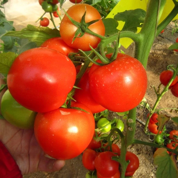 Большие красные нематоды устойчивые семена томатов