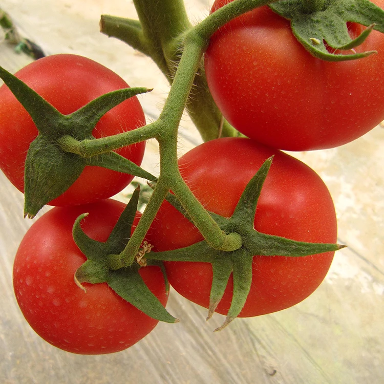 Лето и Осень выращивания неопределенное Семена помидоров