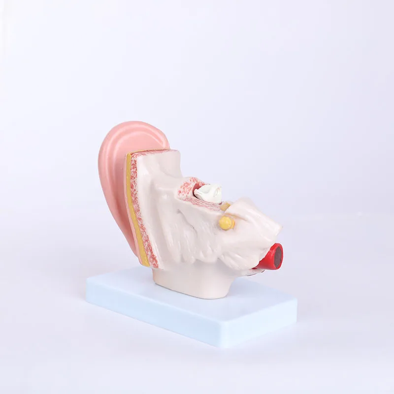 4times High Quality PVC Human Body Anatomical Model Medical Science Torso Skeleton for Schools