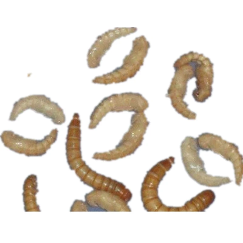  Сушеные продукты для ухода за здоровьем Mealworm pupa пожилых