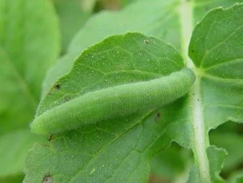 
Top Agrochemicals Pesticide Chemicals Technical Organic Natural Pest Control Chlorfenapyr 8%+Indoxacarb 16% SC 