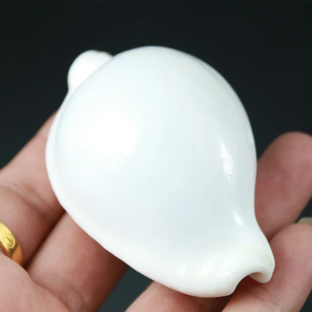 Natural Pure White Conch Sea Shell Combination For DIY Home Aquarium Wedding Decoration