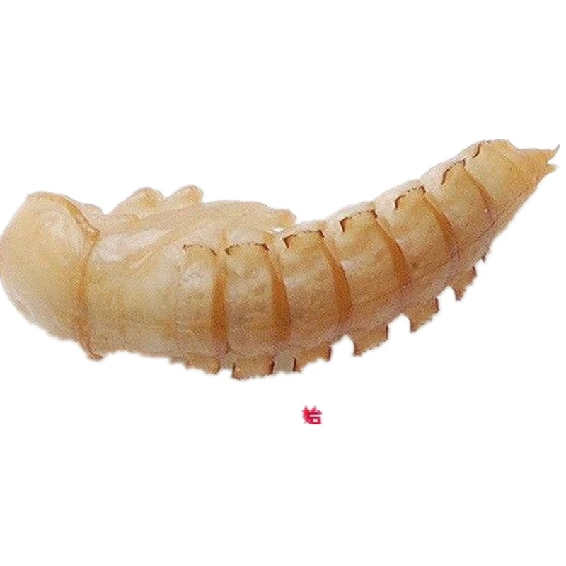  Сушеные продукты для ухода за здоровьем Mealworm pupa пожилых