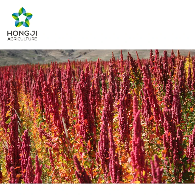 Factory industrial white quinoa grain seeds for sale