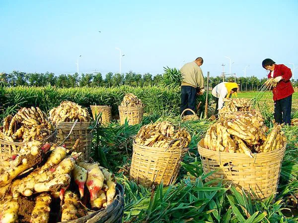 import ginger 2019 fresh ginger market price