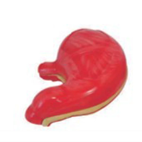 4times High Quality PVC Human Body Anatomical Model Medical Science Torso Skeleton for Schools