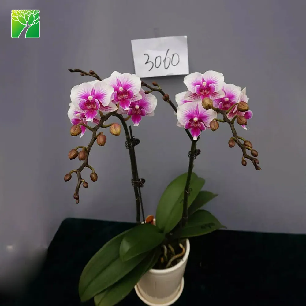 Горячая Распродажа, красивые розовые цветочные рассады, орхидеи фаленопсис