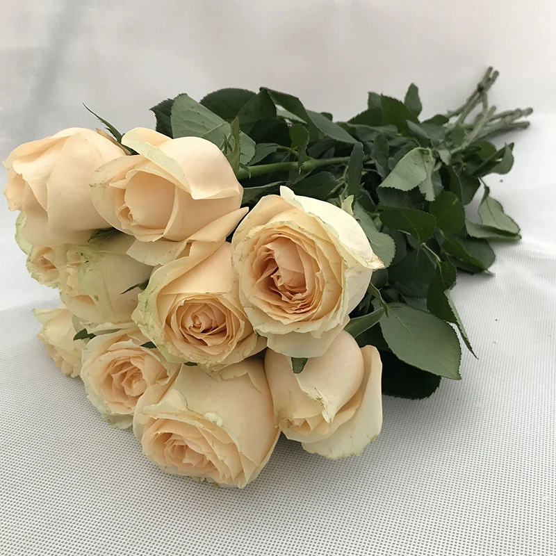 
online flower delivery wholesale fresh flowers online birthday champagne color rose 