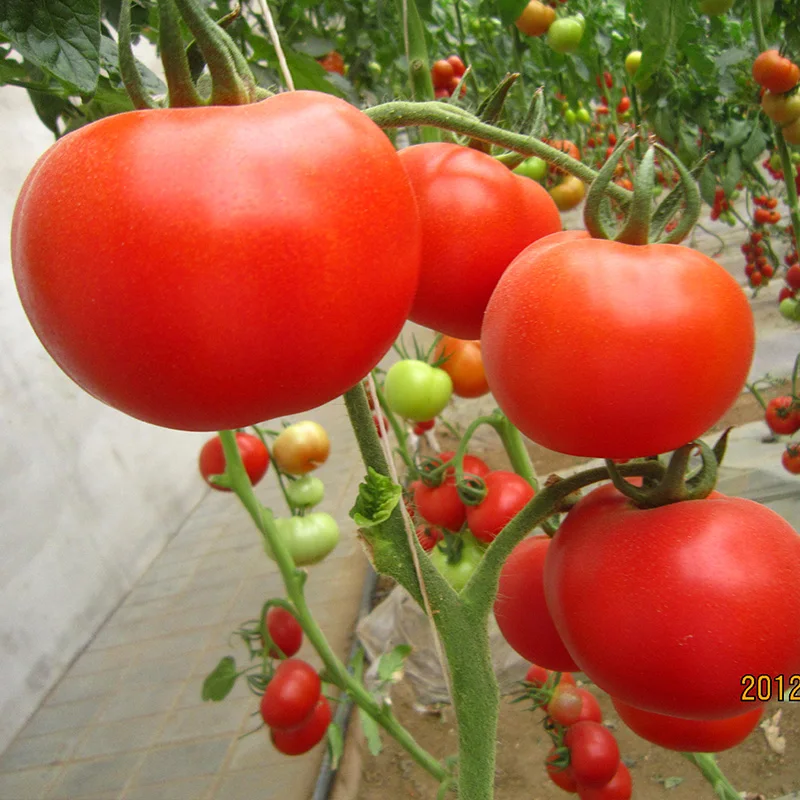 Высокая температура фруктов вес неопределенный помидор