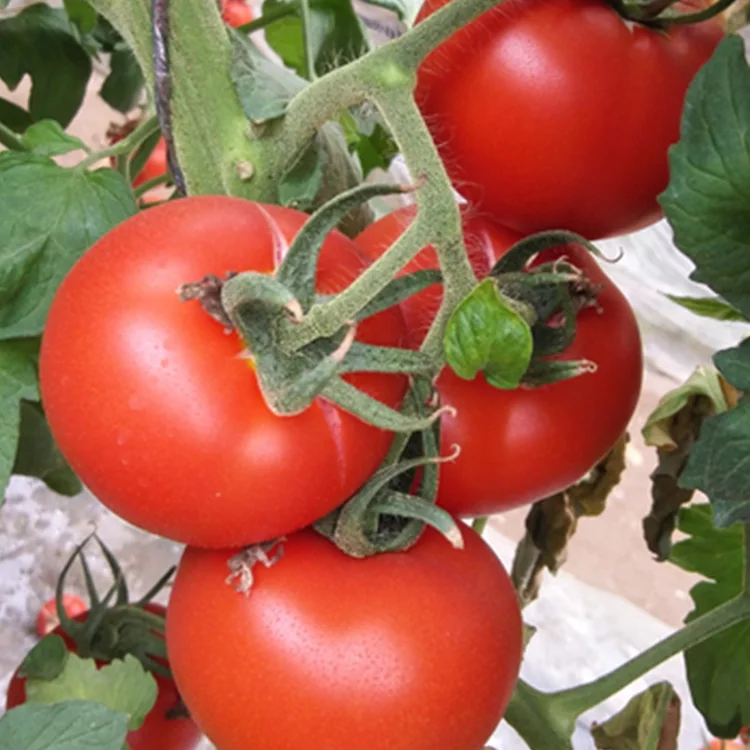 Томатный семенной семена китайского овоща вирус