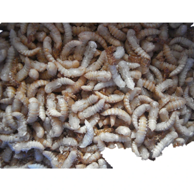  Сушеные продукты для ухода за здоровьем Mealworm pupa пожилых