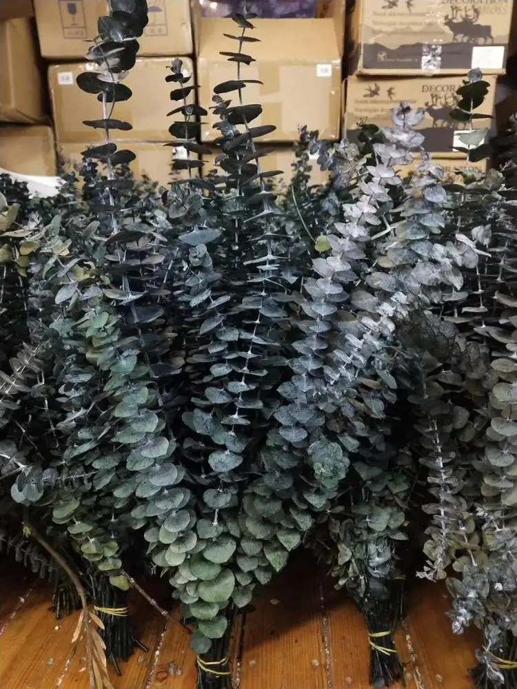 Preserved Flower Eucalyptus Green Leaves Dry Flower For Sale