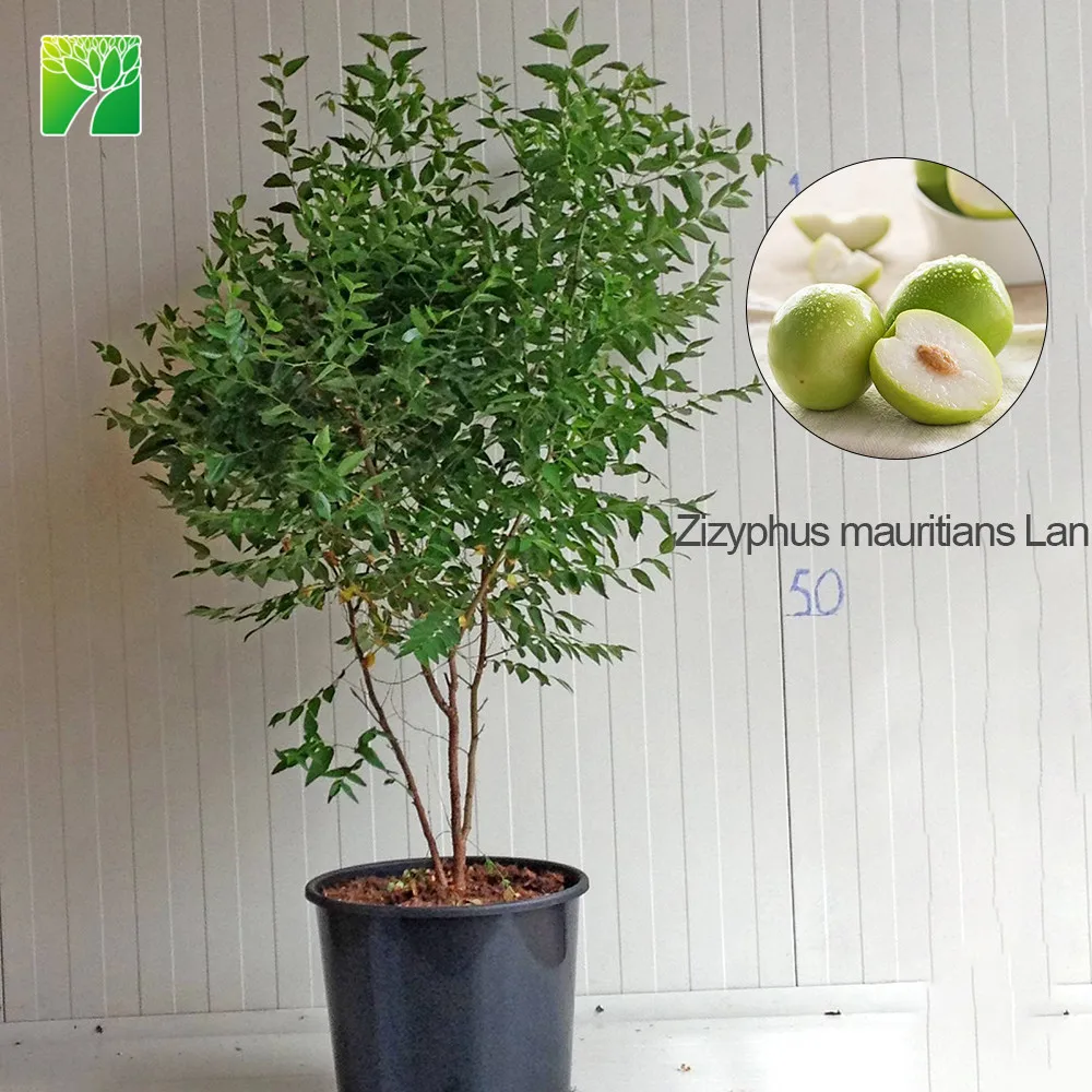 
Зеленая листва, полное солнце, Китайская Дата, растение для рассады Zizyphus, маврикияне 