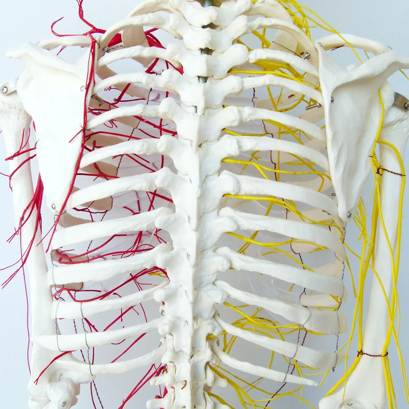 170 skeleton, nerve, Medical Full Skeleton Anatomical Human Model