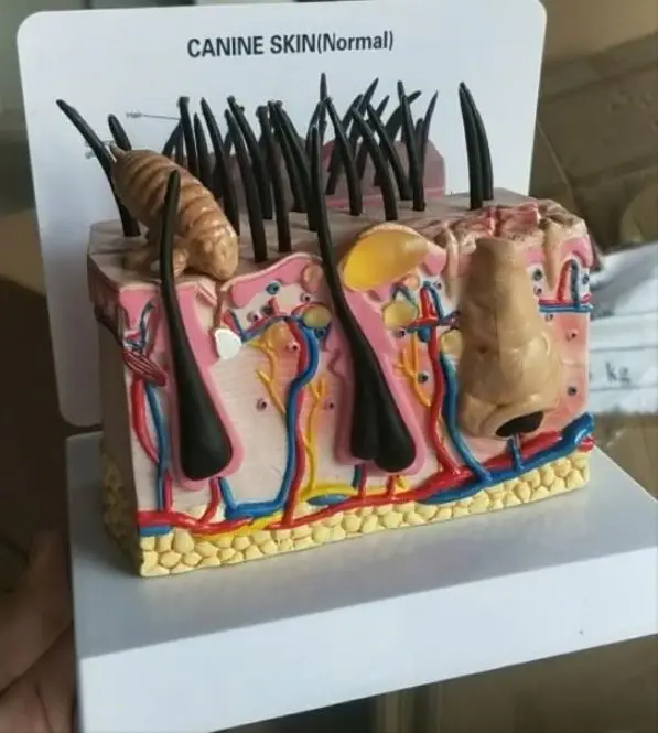 Gelsonlab HSBM-396 Canine Professional Medical Dog Skin Diseased Model for Veterinary