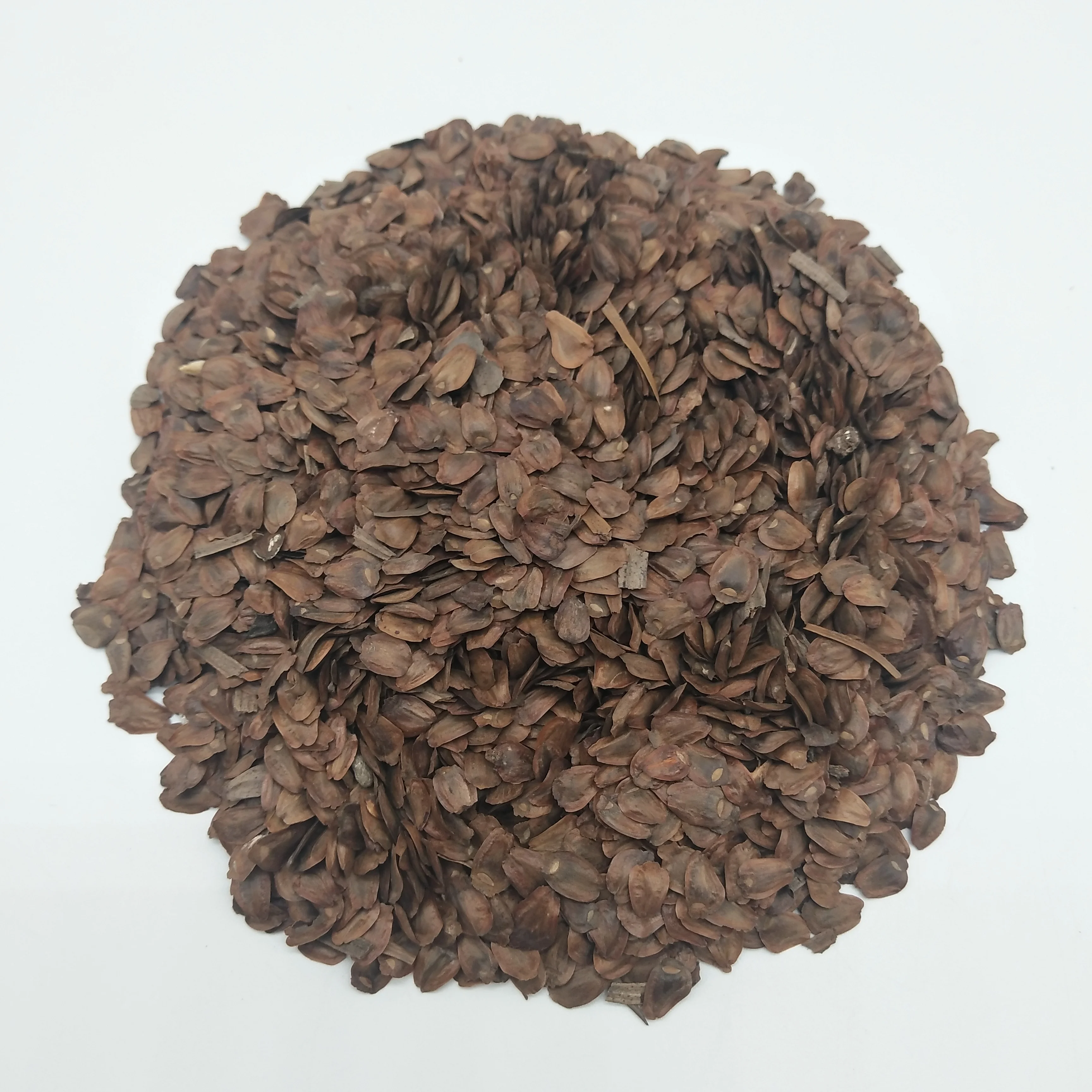 
S301 Competitive price Ornamentel Araucaria plant seeds without shell 