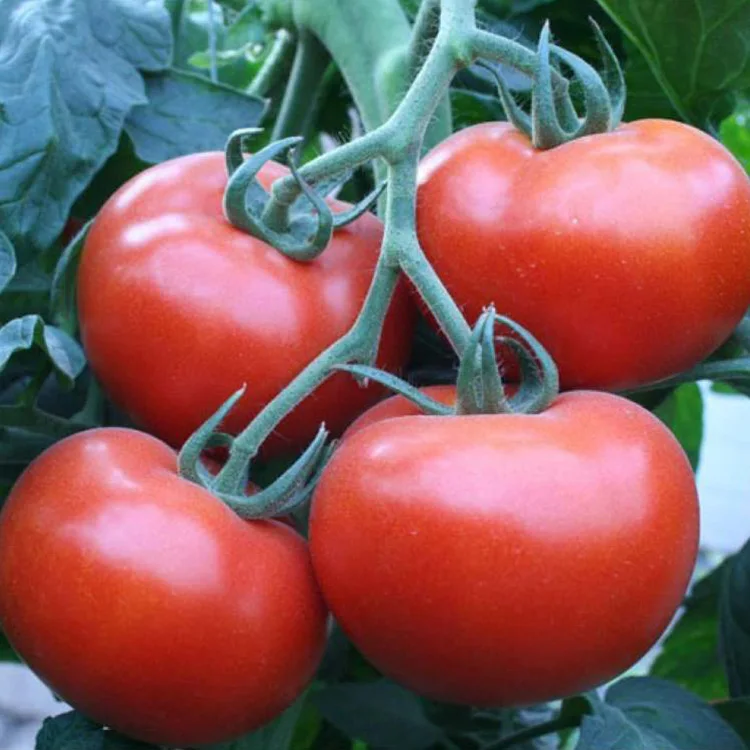 Гибрид красный красоты детерминировать томатное семя