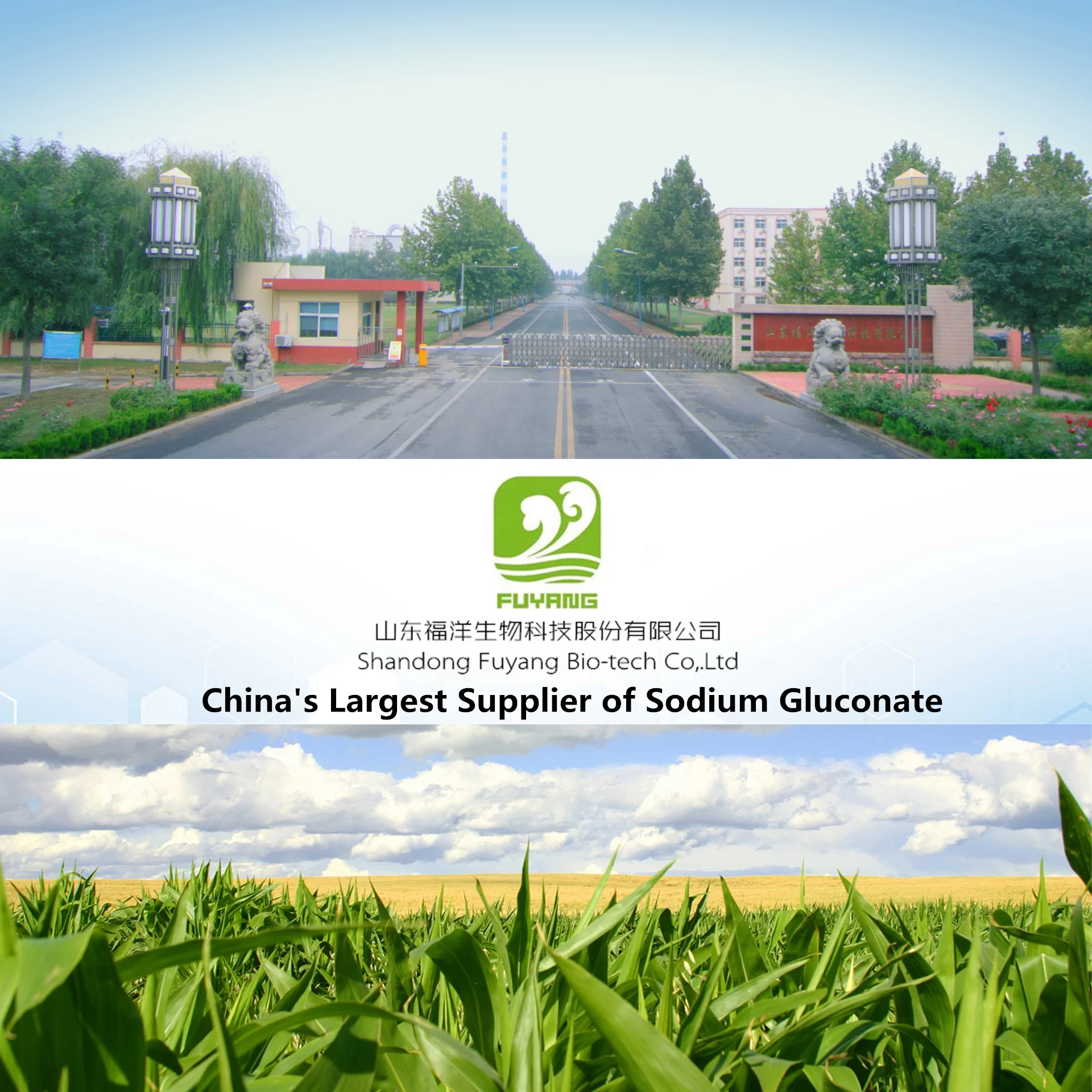 Sodium Gluconate Industrial Grade