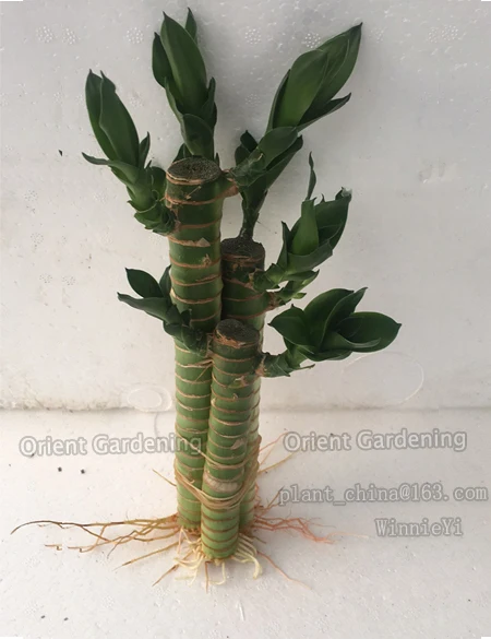 
3PCS LOTUS live Plants 
