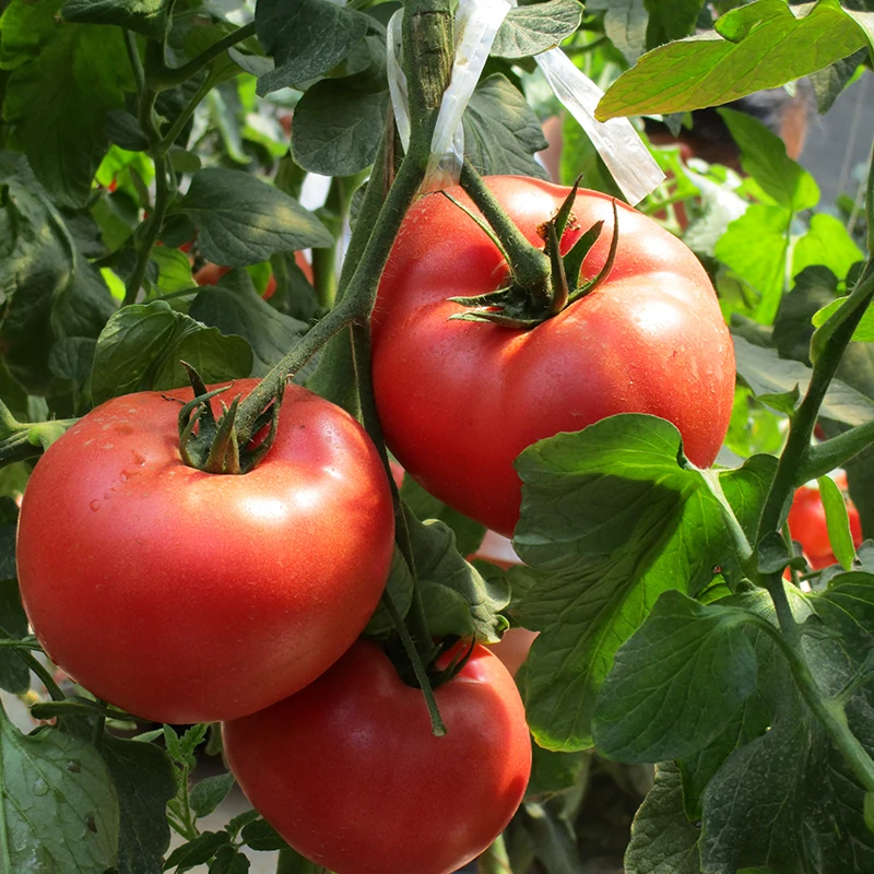 Большой красный Тепличный томат семян неопределенный