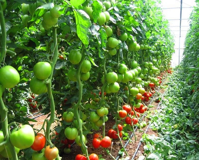 
Farm irrigation system for in-solar greenhouse commercial 