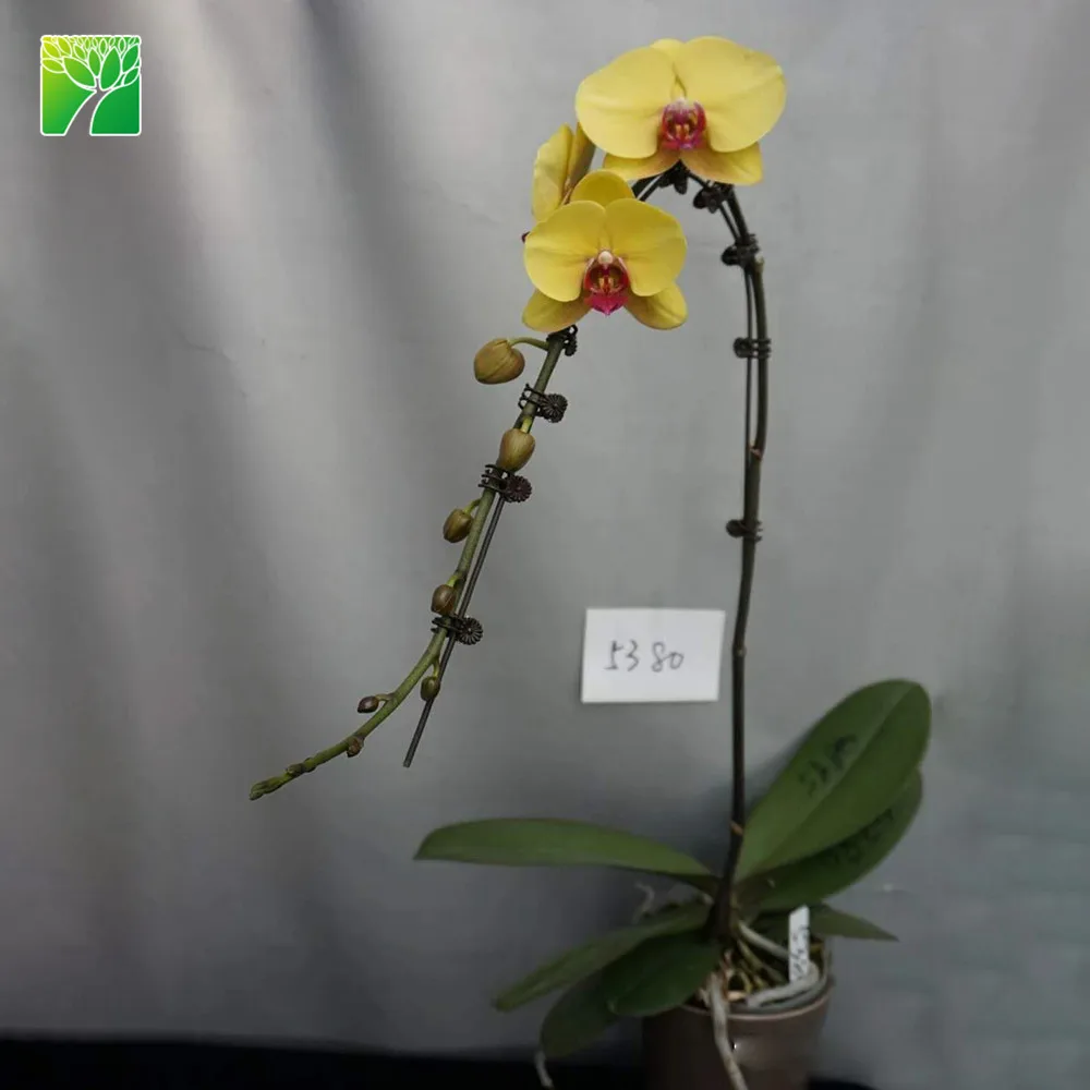 
 Дешевая желтая колба для саженцев орхидеи фаленопсиса, распродажа  