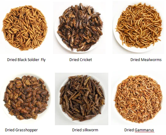 Dried Silkworms / Silkworm Pupae