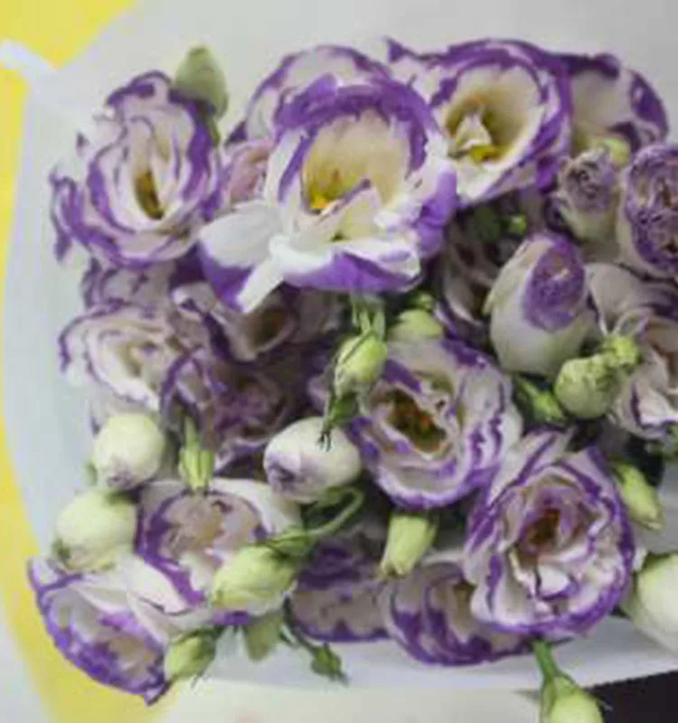 
wholesale fresh flowers flower delivery flower flowers eustoma bouquets 
