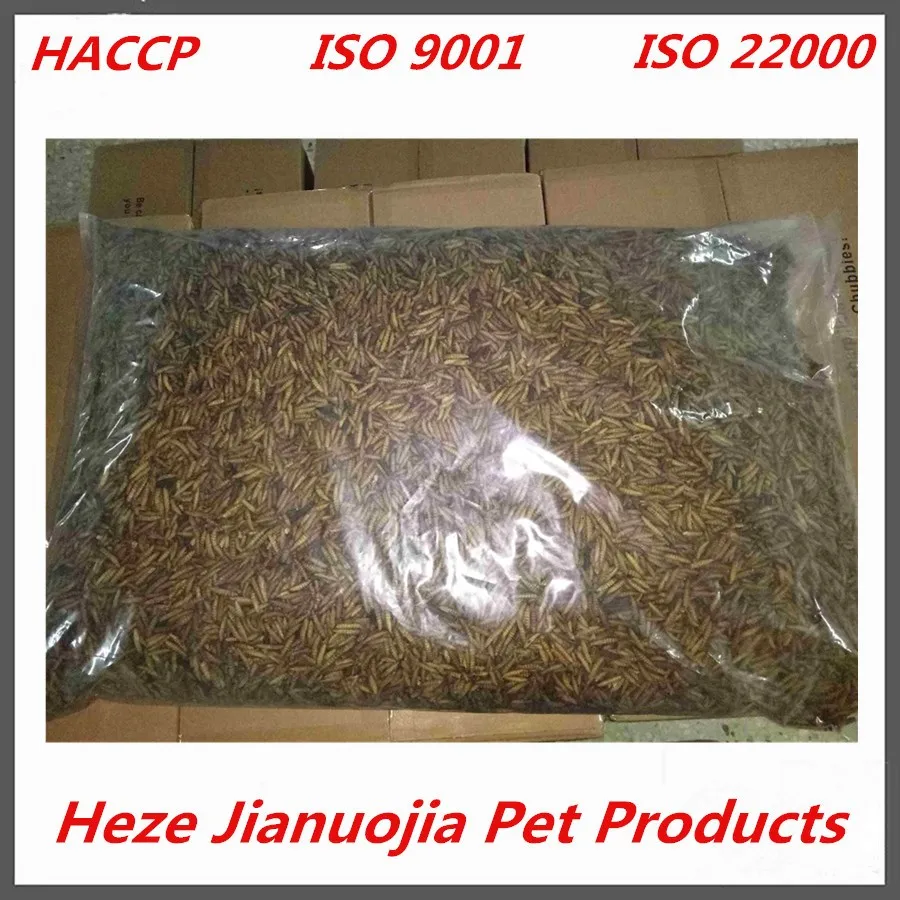 Black Soldier Fly Larvae Aquarium Fish Food